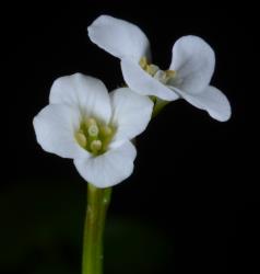 Cardamine panatohea. Flowers.
 Image: P.B. Heenan © Landcare Research 2019 CC BY 3.0 NZ